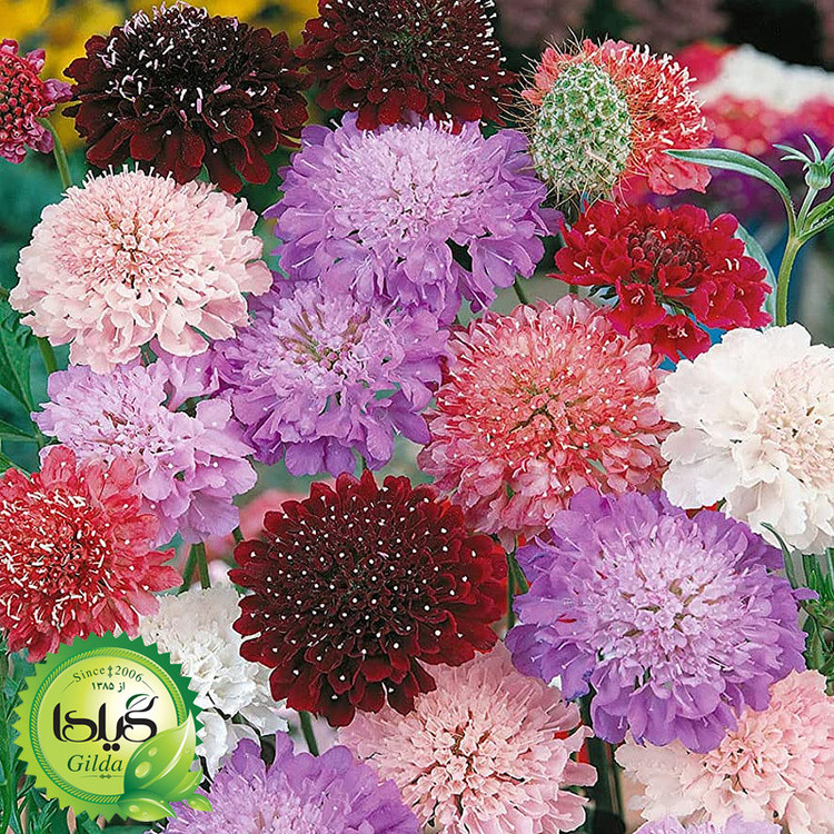 بذر درخشنده الوان گیلدا کد 926