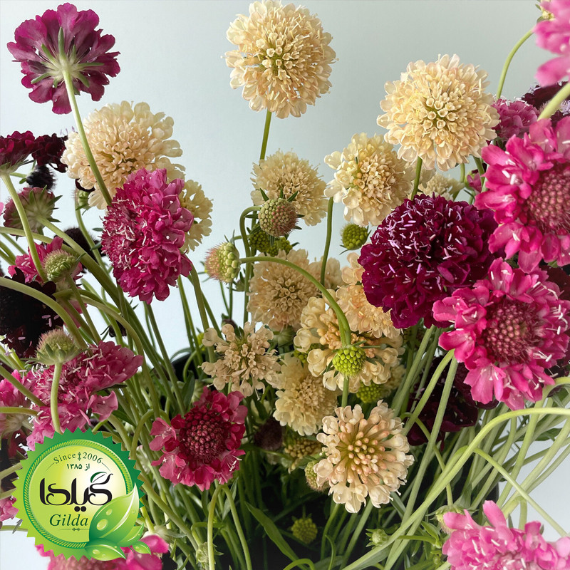 بذر درخشنده الوان گیلدا کد 926