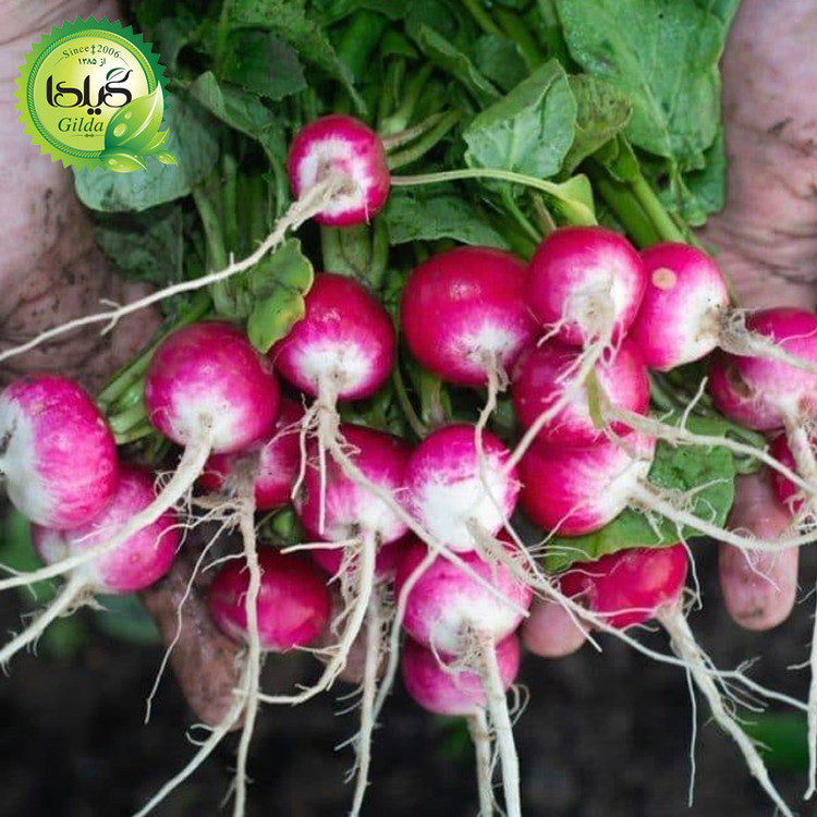 بذر ترپچه میکس گیلدا کد 219