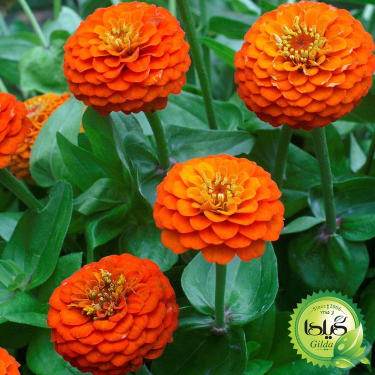بذر آهار نارنجی گیلدا کد 912