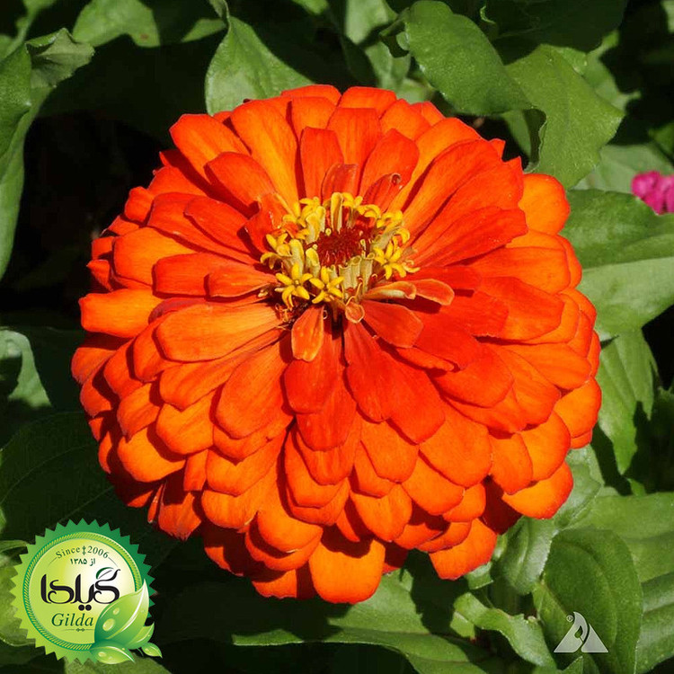 بذر آهار نارنجی گیلدا کد 912