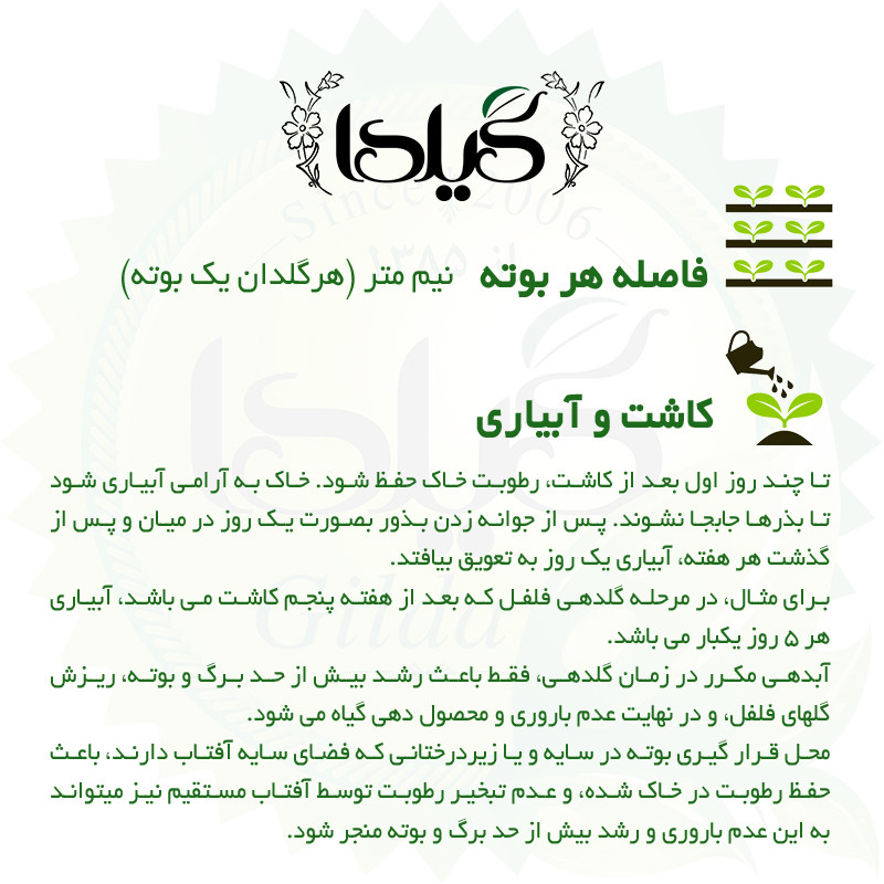 بذر فلفل دلمه زرد گیلدا کد 348