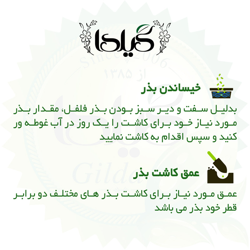بذر فلفل دلمه زرد گیلدا کد 348