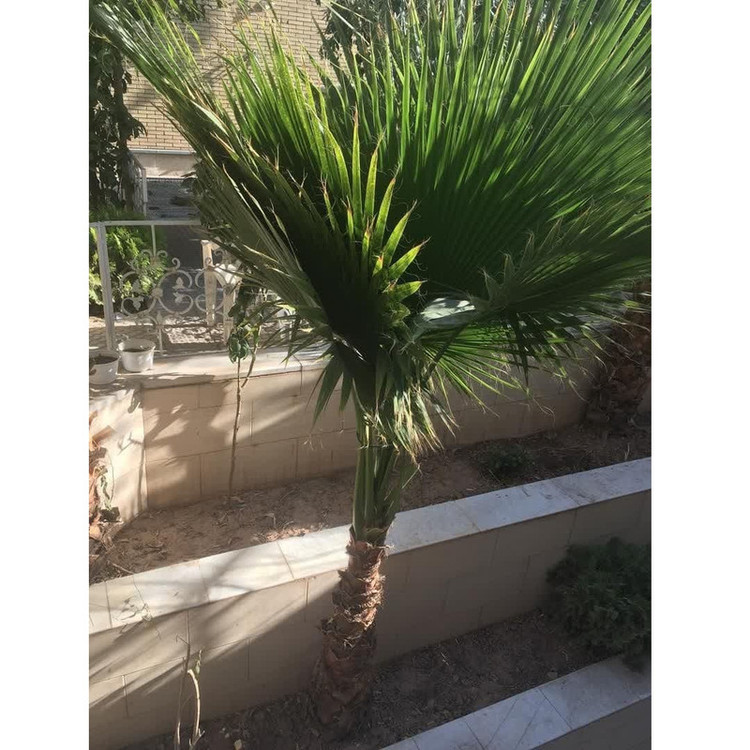 بذر نخل زینتی ادویان مدل A01 وزن 50 گرم