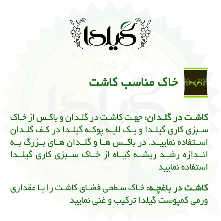 بذر رعنا زیبا گیلدا کد 807