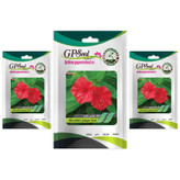 بذر گل لاله عباسی قرمز گلبرگ پامچال کد GPF-268 مجموعه 3 عددی