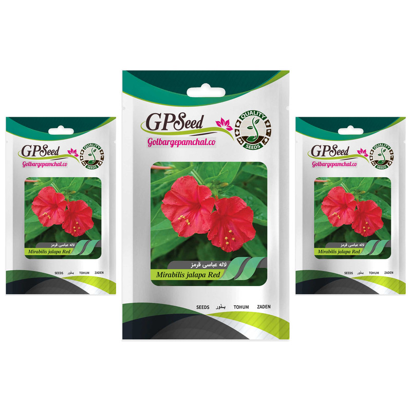 بذر گل لاله عباسی قرمز گلبرگ پامچال کد GPF-268 مجموعه 3 عددی