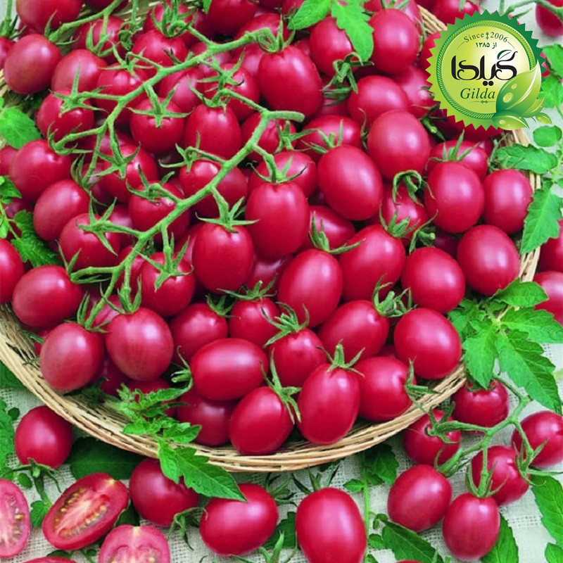 بذر گوجه چری صورتی گیلدا کد 578