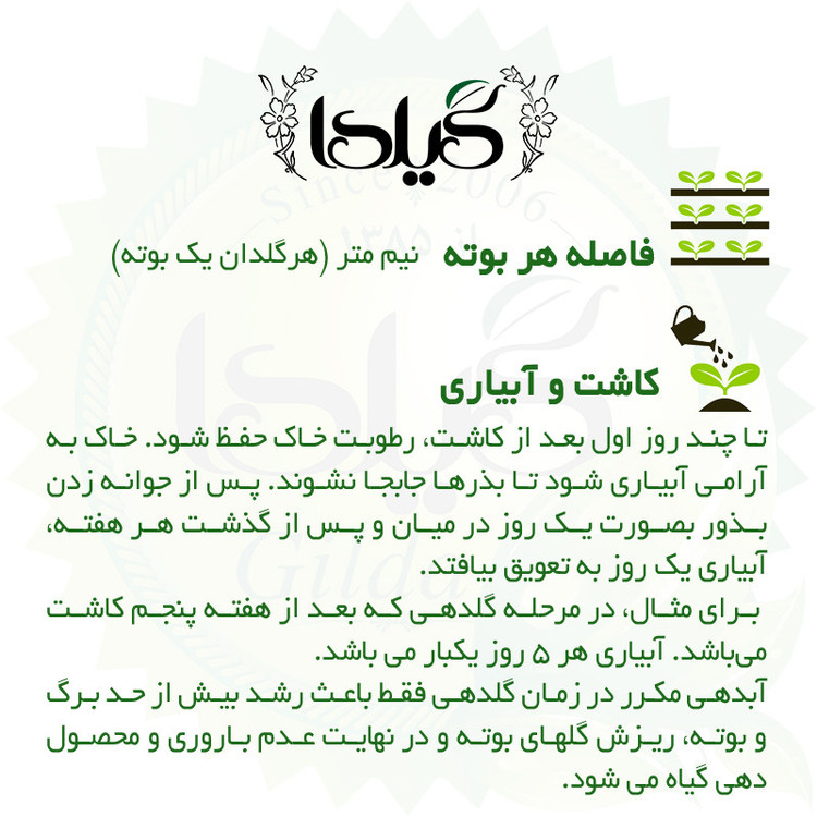 بذر گوجه چری صورتی گیلدا کد 578