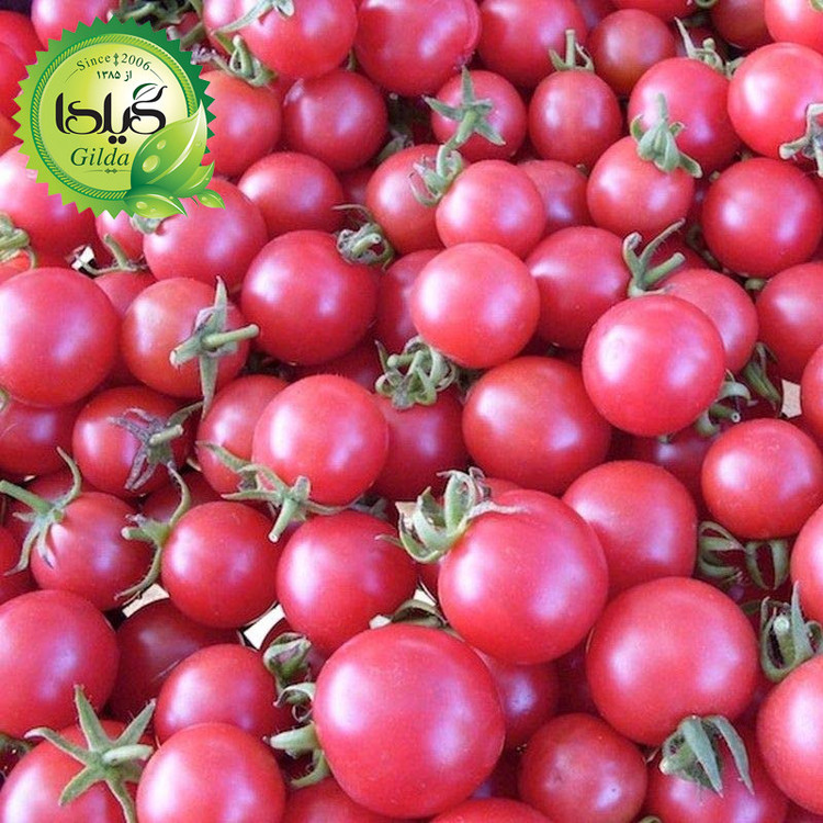 بذر گوجه چری صورتی گیلدا کد 578