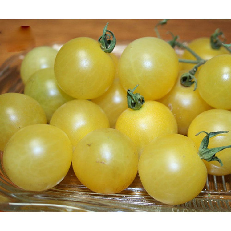 بذر گوجه گیلاسی چری یخی زرد روشن گلس گاردن مدل GL10
