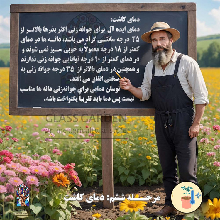 بذر گوجه گیلاسی چری یخی زرد روشن گلس گاردن مدل GL10