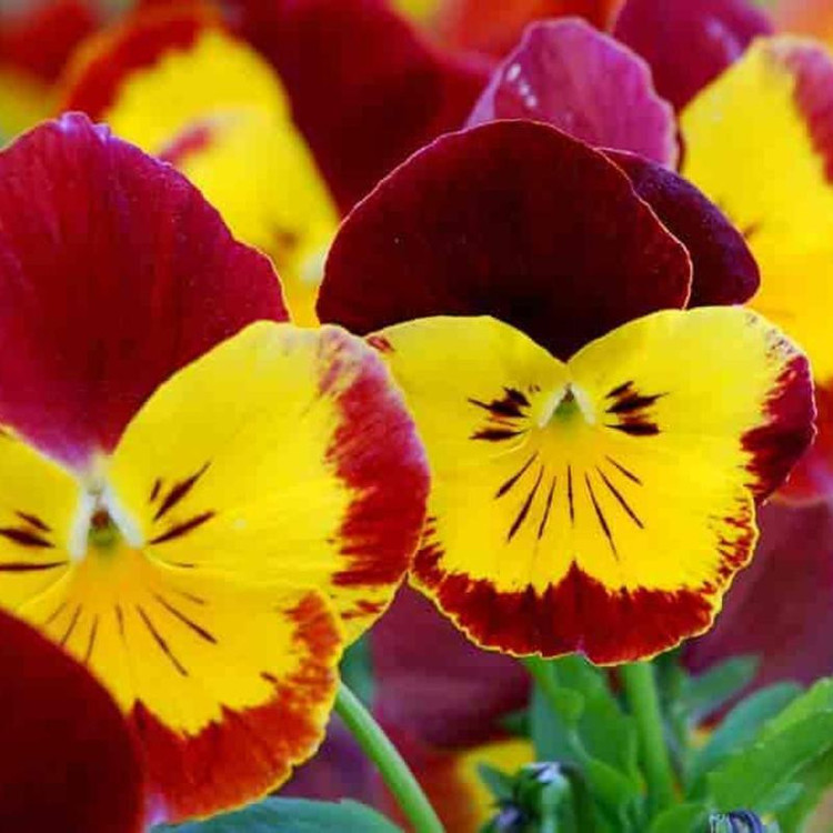 بذر گل بنفشه حنایی وانیا سید مدل BA1465