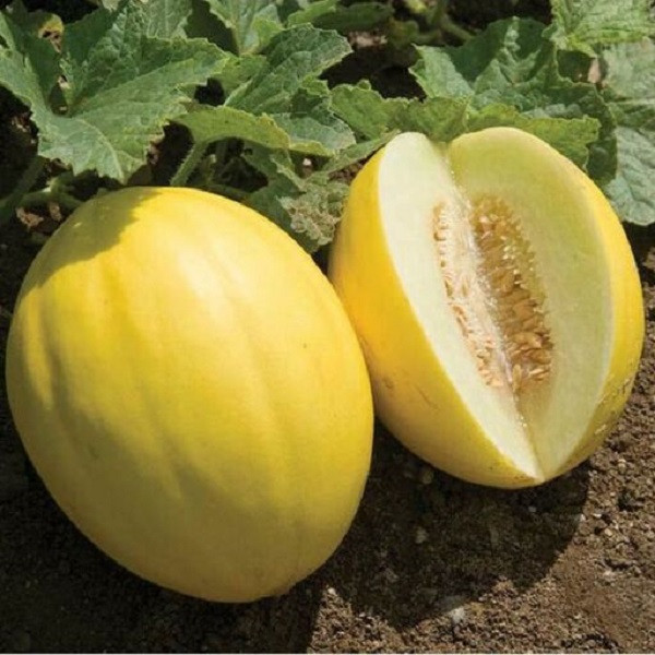 بذر خربزه جان کانری جی پی سید مدل GP2205