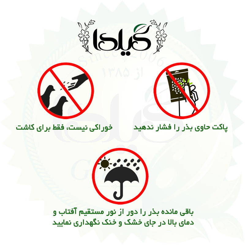بذر گلرنگ گیلدا کد 175