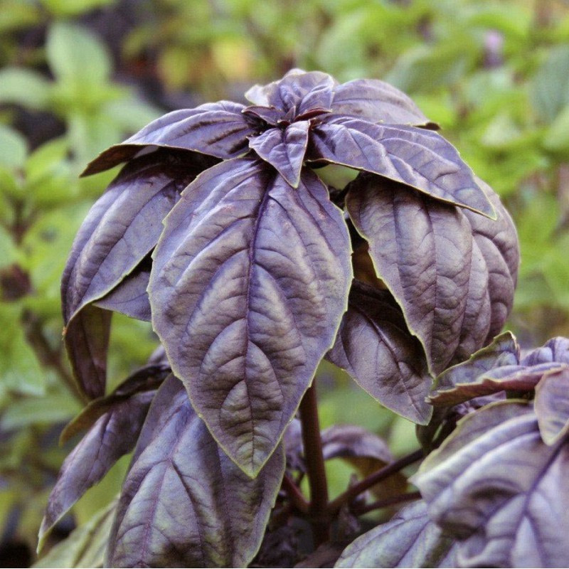 بذر ریحان بنفش مدل BZ18373