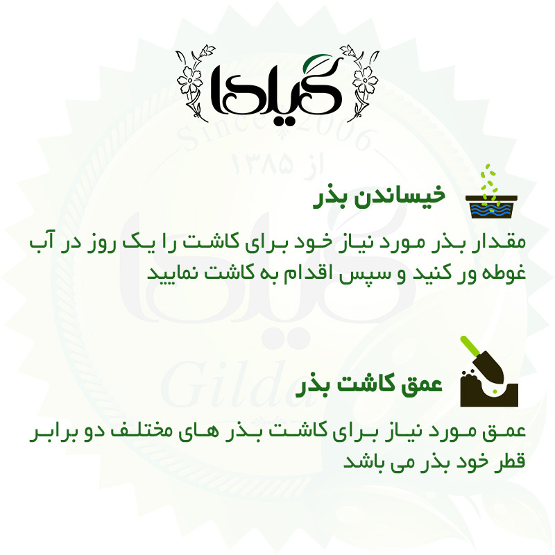 بذر طالبی سمسوری گیلدا کد 750