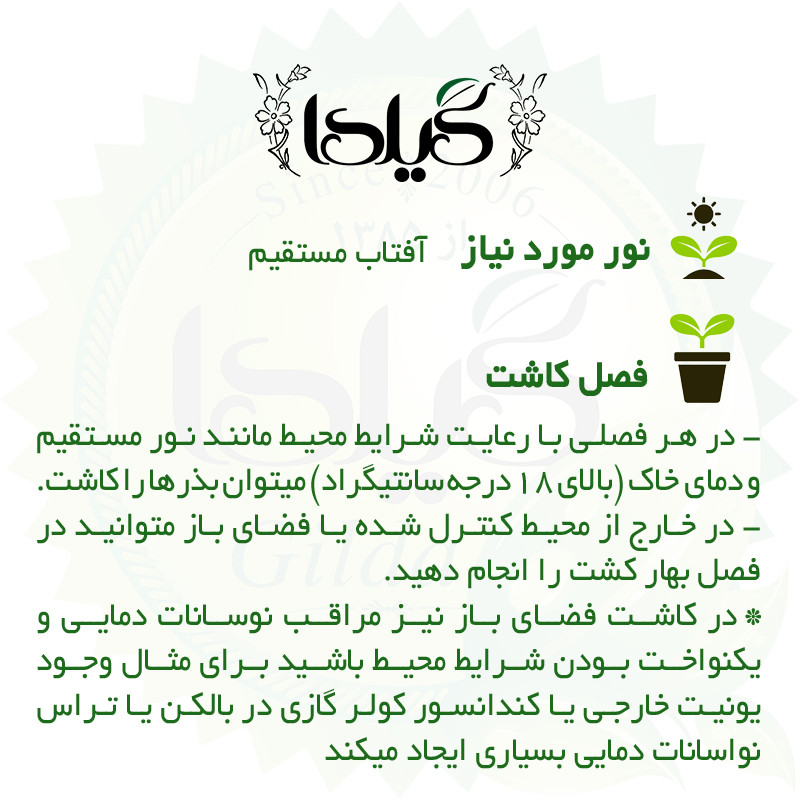 بذر طالبی سمسوری گیلدا کد 750