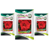 بذر گل ناز آفتابی پاکوتاه قرمز گلدانی گلبرگ پامچال کد GPF-089 مجموعه 3 عددی