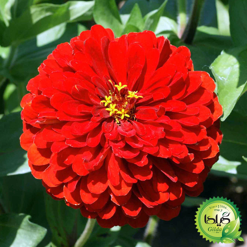 بذر آهار قرمز گیلدا کد 909