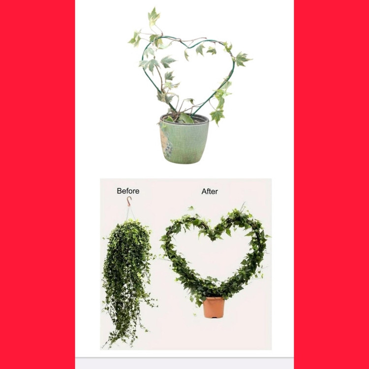 نگهدارنده گیاه مدل قلبی بسته ۲ عددی
