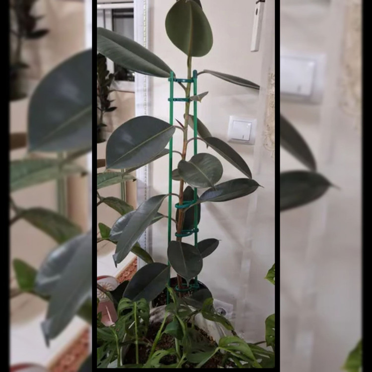 قیم نگهدارنده گیاه مدل میله ای بسته 3 عددی
